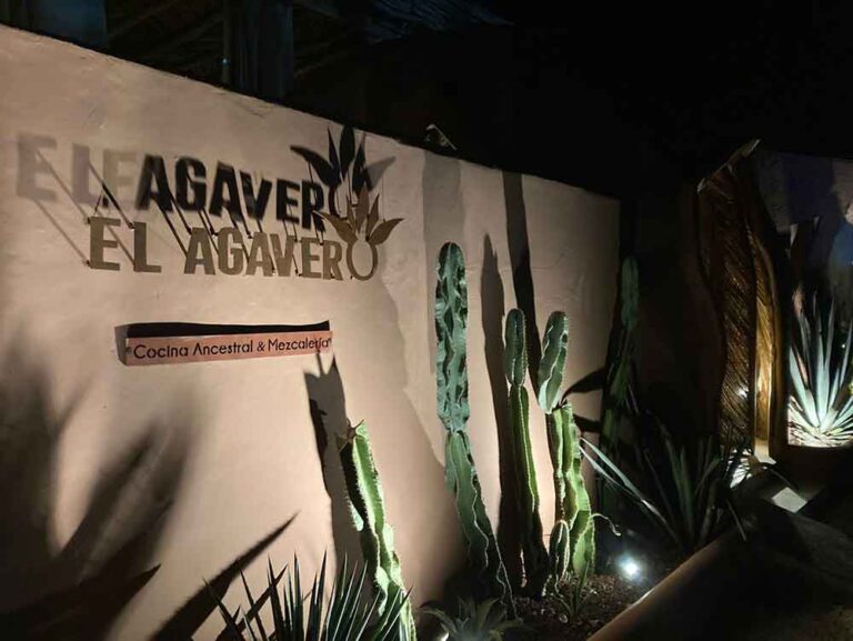 El agavero 7 768x577